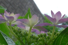 P1230036　ダンスパーティー