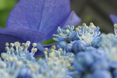 P1080447　紫陽花