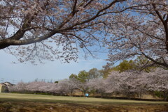P1320575　桜の季節
