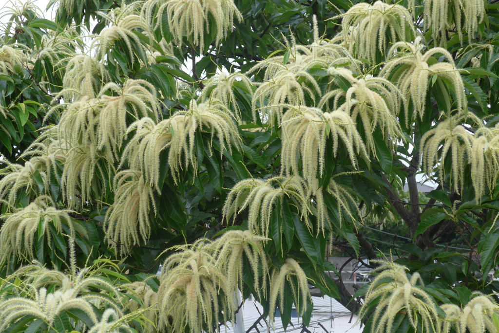 P1230038　栗の花