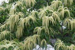 P1230038　栗の花