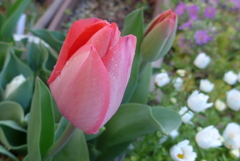 P1210162　思いやり（花言葉）