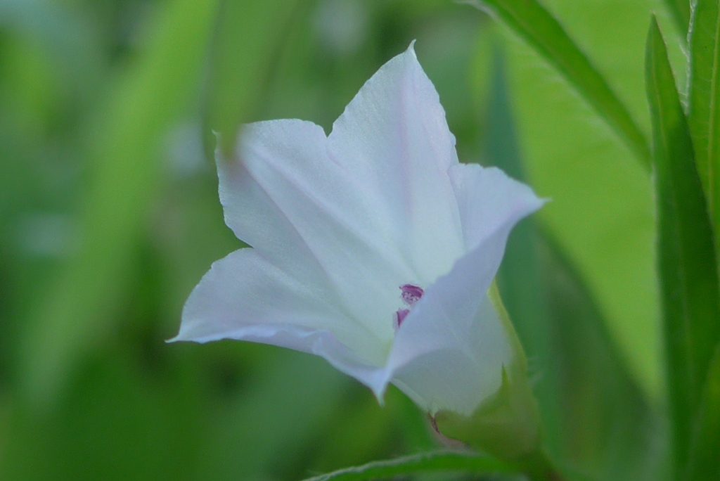 P1340039　マメアサガオ