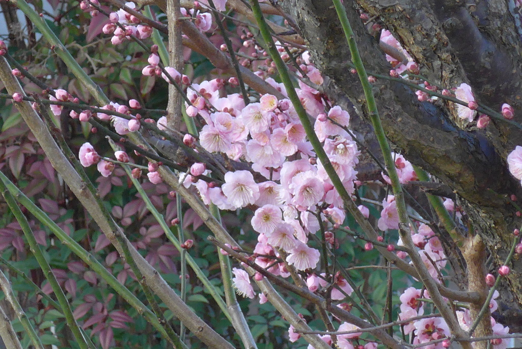 P1260005　紅梅