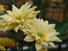 P1120432　「菊まつり」にて