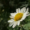 P1034673　小菊