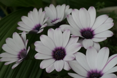 P1035709　無邪気（花言葉）