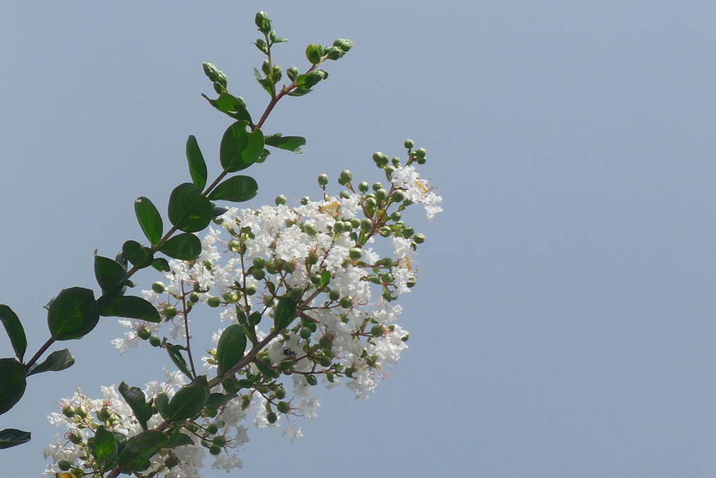 P1280066　サルスベリ