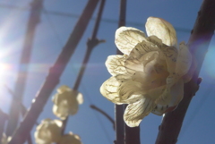 P1390468　透かされて