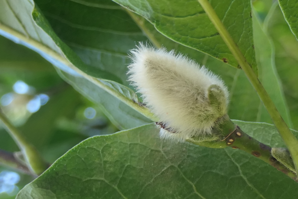 P1034543　コブシの蕾