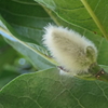 P1034543　コブシの蕾