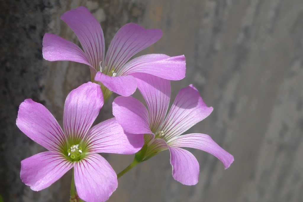 P1350470　路傍の花