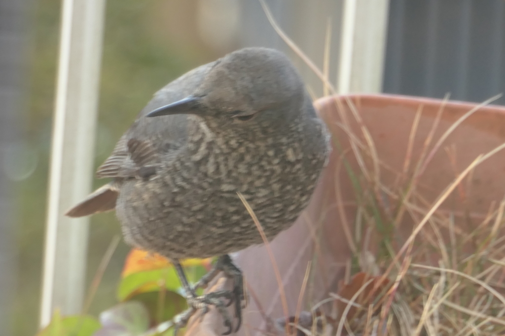 P1069751　可愛い訪問者