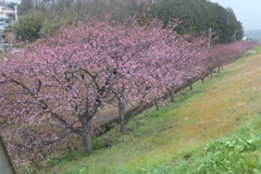 P1000743　桜の散歩道