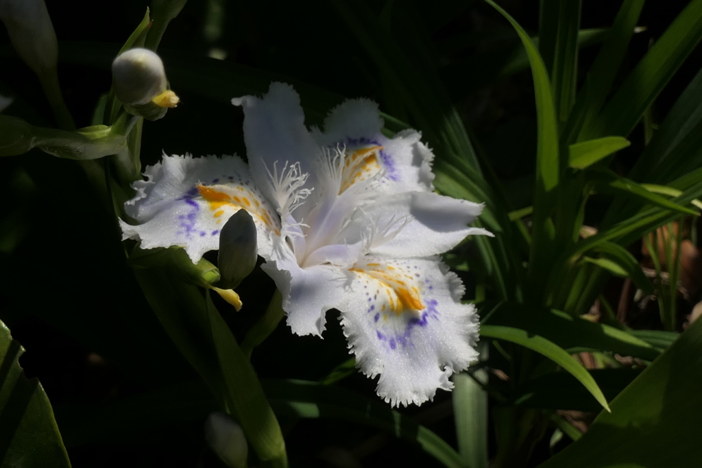 P1023664　シャガ