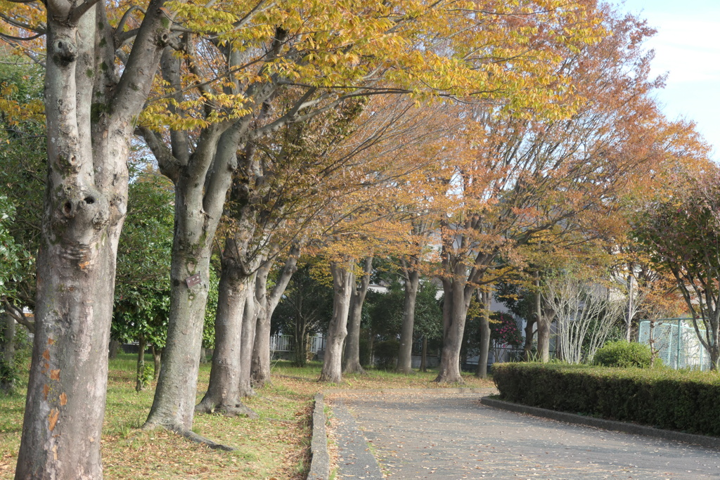P1023154　いつもの公園で・紅葉