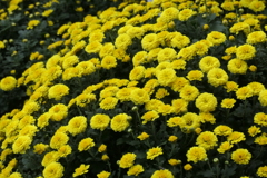 P1069493　菊
