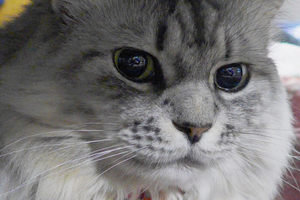 ねこさん
