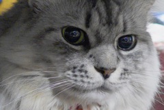 ねこさん