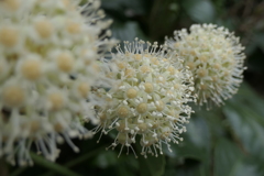 P1069566　ヤツデ
