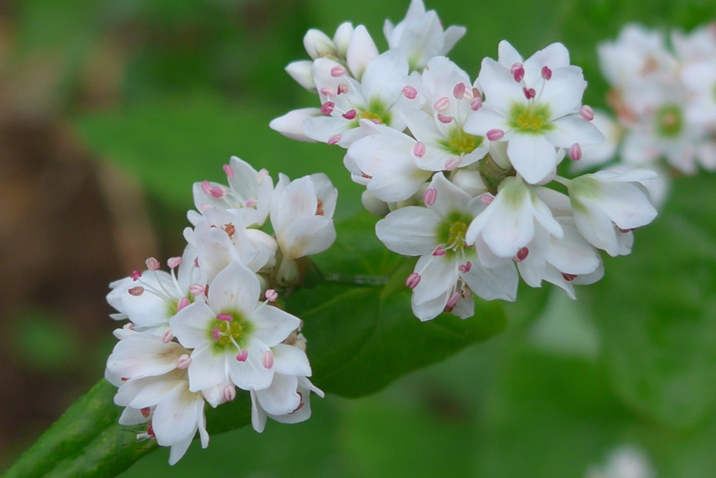 P1160621　ソバの花