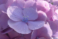 P1230885　あじさいの花