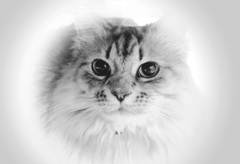 P1080533　ねこさん♡
