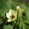R0352557　オクラの花