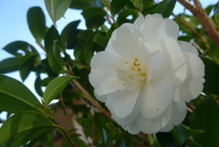 P1140118 (2)　白い椿