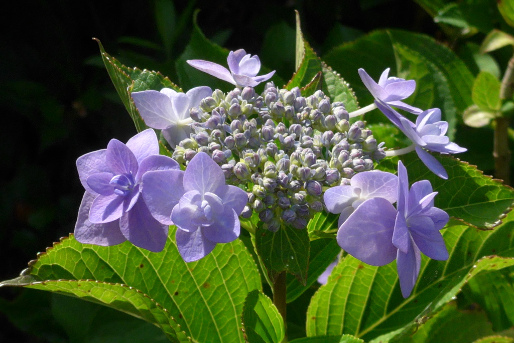 P1090892　あじさい