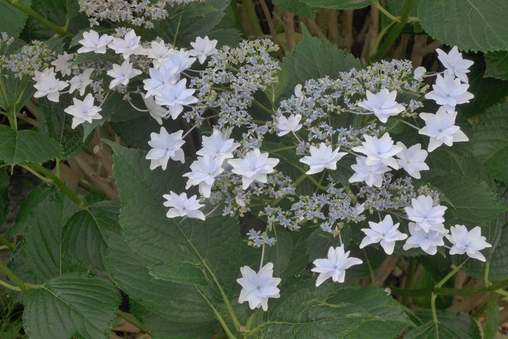 P1230616　公園のアジサイ