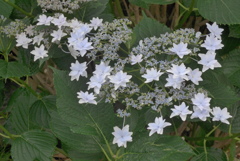 P1230616　公園のアジサイ