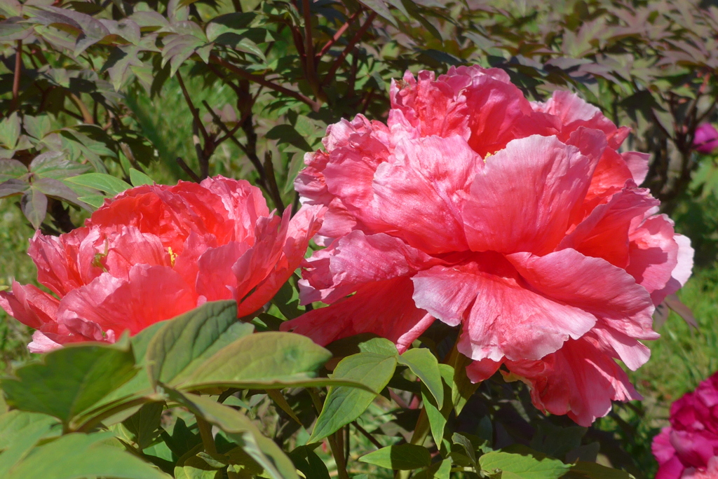 P1210972　東洋の花の女王