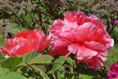 P1210972　東洋の花の女王