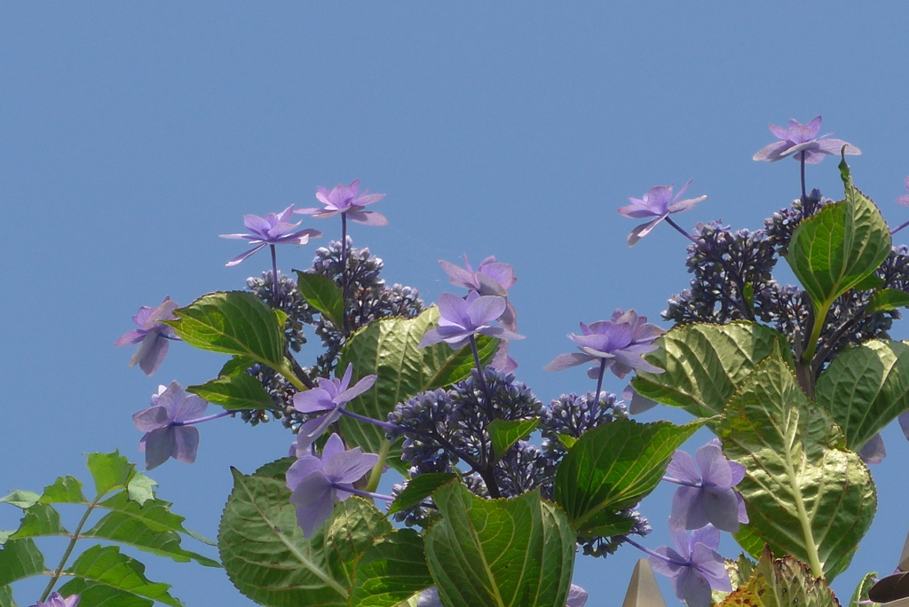 P1230293　青空に