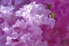 P1170779　ふんわりサルスベリ