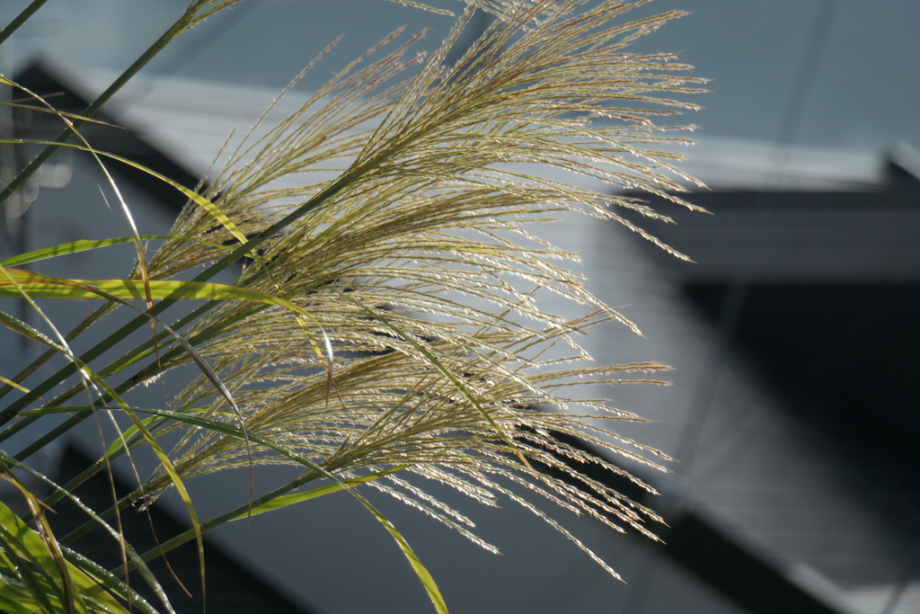 P1080789　朝の光に