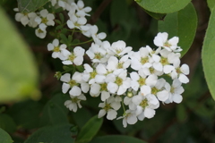 P1001128　愛らしさ（花言葉）