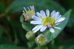 P1280659　野菊