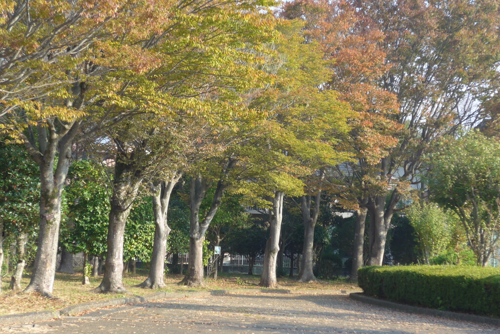 P1340430　秋の色に染まり始めの頃