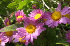 P1080924　朝の光に