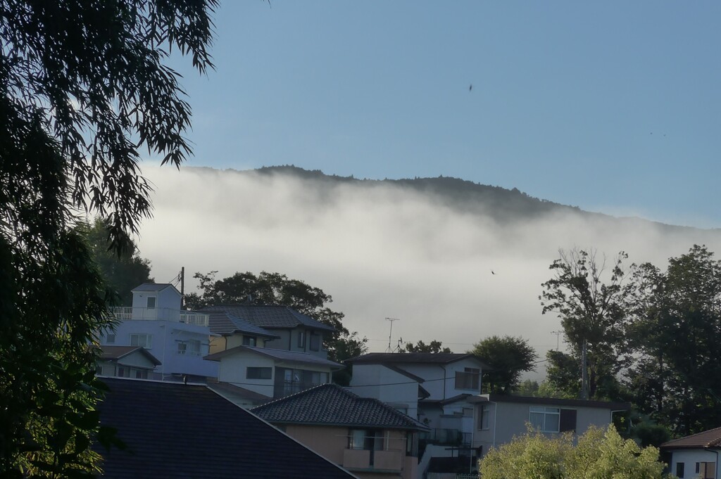 P1340048 (2)　ある夏の朝