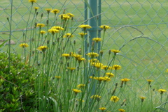 P1300342　