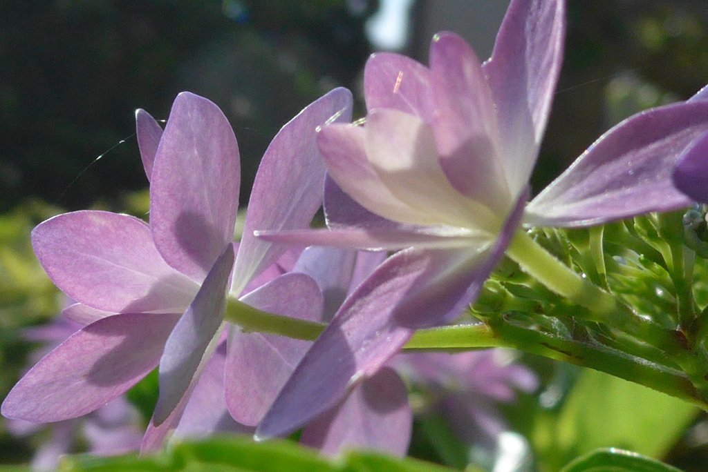 P1090866　あじさい