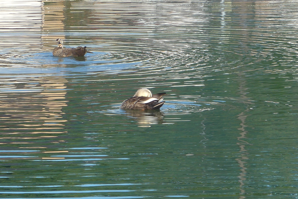 P1390148　カモさん