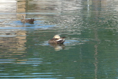 P1390148　カモさん