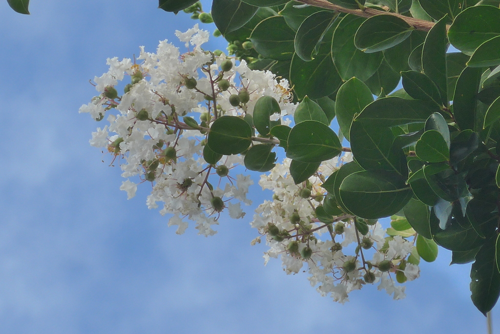 P1330903　サルスベリ