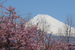 P1320174　2月27日 河津桜と富士山