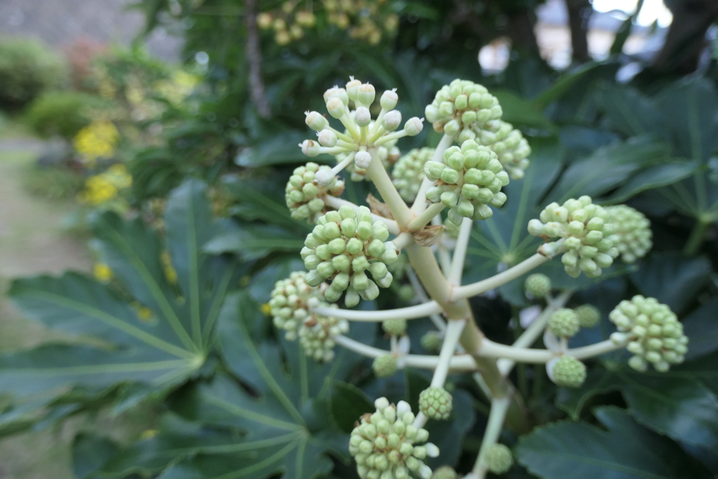 P1080953　ヤツデのつぼみ