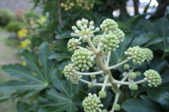 P1080953　ヤツデのつぼみ